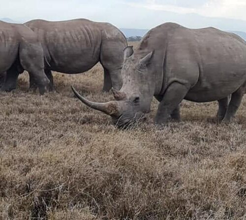 Samburu i&nbsp;Ol Pejeta