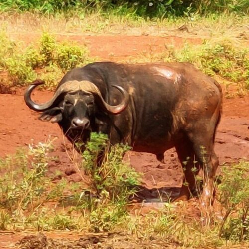 Tsavo East i&nbsp;Taita Hills