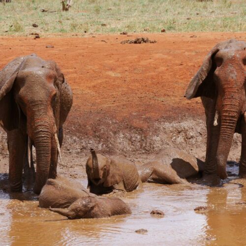 Tsavo East i&nbsp;Taita Hills