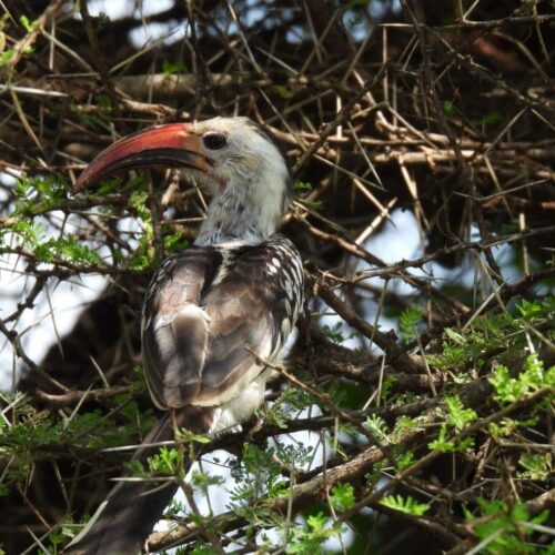 3 dni — Tsavo East i&nbsp;Taita Hills
