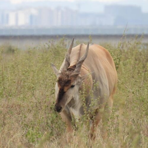 Nairobi City Tour – safari i&nbsp;najważniejsze atrakcje Nairobi