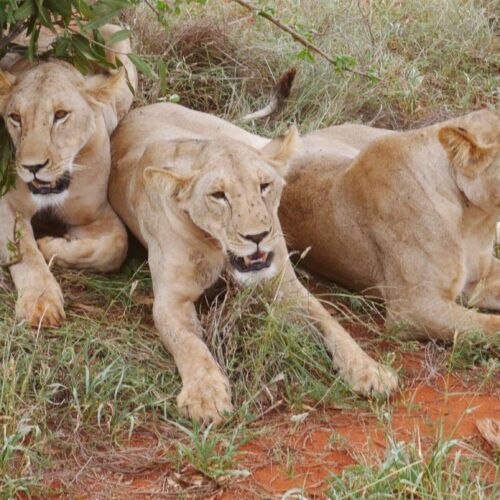4 dni — Amboseli, Taita Hills i&nbsp;Tsavo East