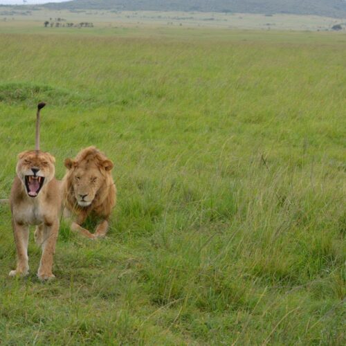 Masai Mara z&nbsp;Nairobi- 4&nbsp;dni