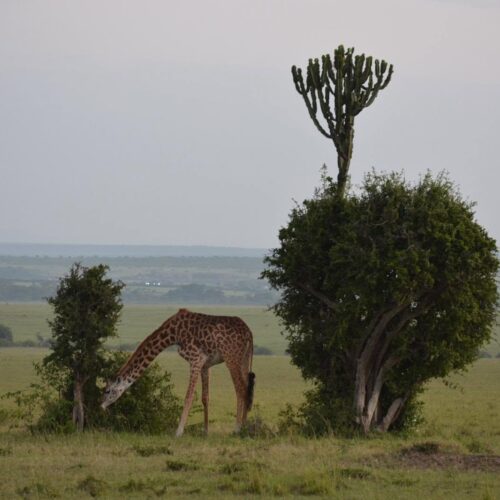 Masai Mara z&nbsp;Nairobi- 3&nbsp;dni