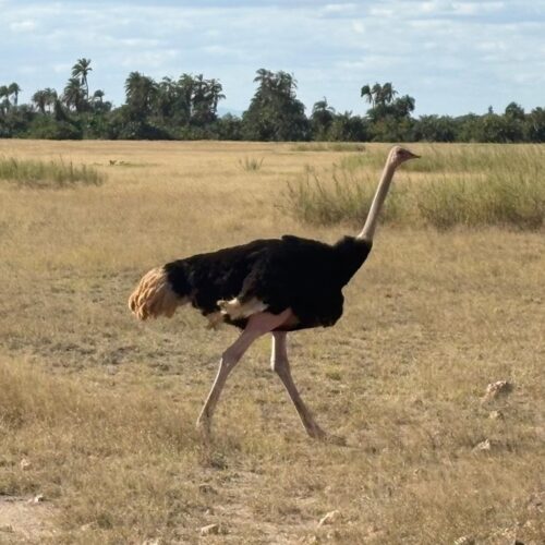 Masai Mara, Jezioro Naivasha i&nbsp;Amboseli — safari przez trzy oblicza Kenii